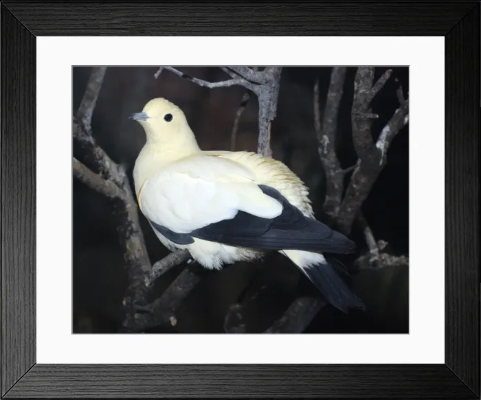 Framed Print : Pied Imperial Pigeon - Coastal New Guinea forests Framed Print : Pied Imperial Pigeon - Coastal New Guinea forests