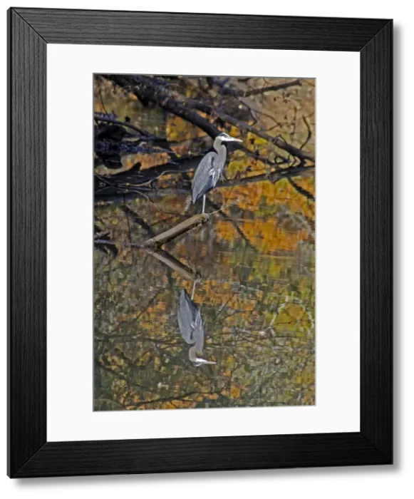 Framed Print : Great Blue Heron and its reflection - North America Framed Print : Great Blue Heron and its reflection - North America