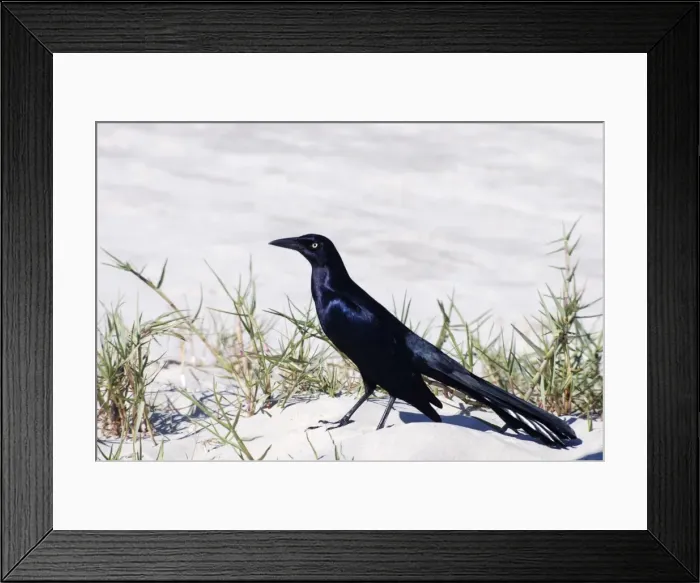 Framed Print : Boat Tailed Grackle - southern USA, central America Framed Print : Boat Tailed Grackle - southern USA, central America