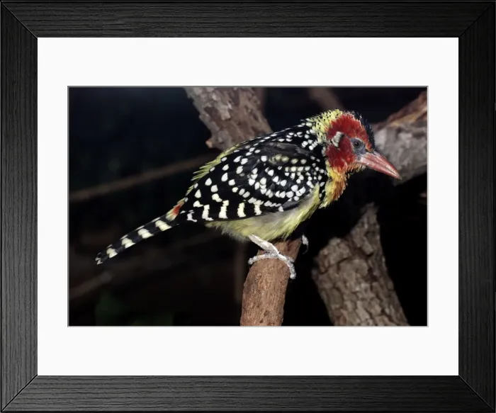 Framed Print : Red and Yellow Barbet - East Africa Framed Print : Red and Yellow Barbet - East Africa