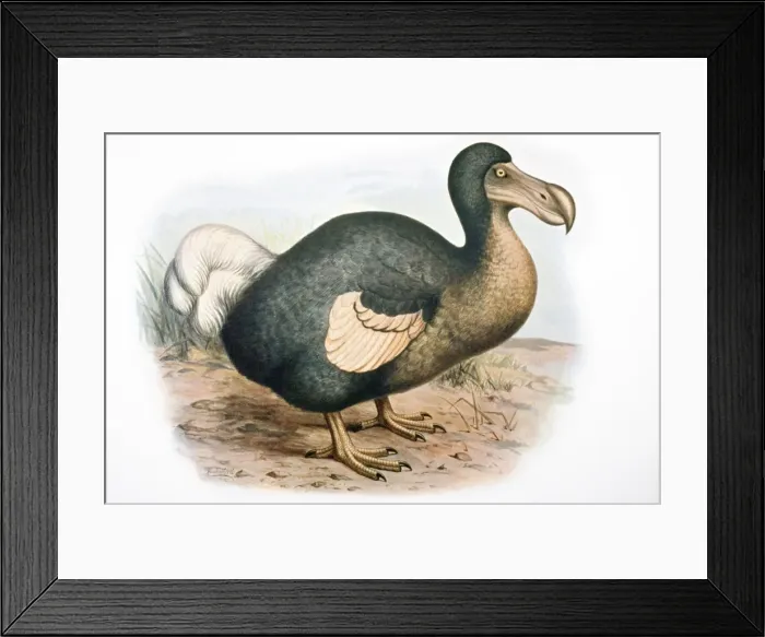 Framed Print : Dodo - extinct bird Framed Print : Dodo - extinct bird