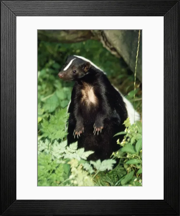 Framed Print : Striped Skunk USA Framed Print : Striped Skunk USA