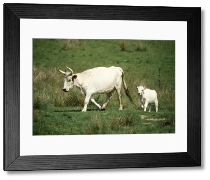 Framed Print : Chillingham White Cattle Northumberland, UK Framed Print : Chillingham White Cattle Northumberland, UK