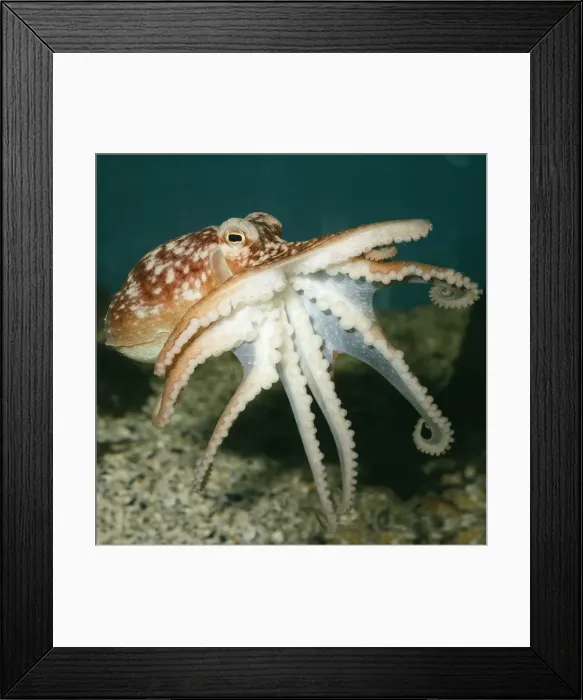 Framed Print : Common Octopus UK marine Framed Print : Common Octopus UK marine