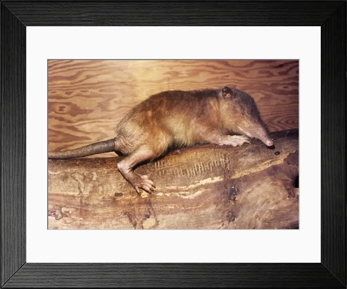Framed Print : Solenodon Haiti Framed Print : Solenodon Haiti