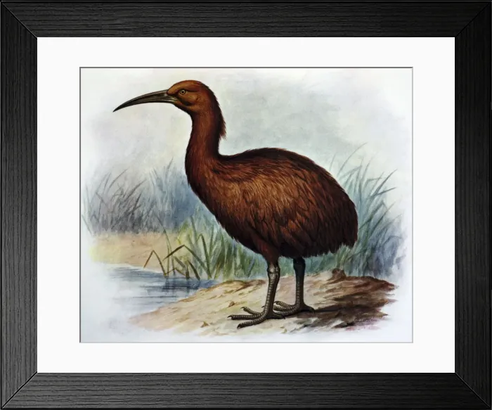 Framed Print : Illustration: Brown Swamphen- from Rothschild 1907. Based on paintings and bones ex Mauritius Framed Print : Illustration: Brown Swamphen- from Rothschild 1907. Based on paintings and bones ex Mauritius