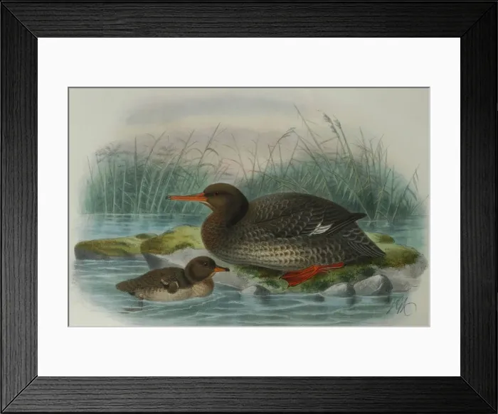 Framed Print : Illustration: Auckland Island Merganser, New Zealand. From Buller 1905, original artwork by J G Keulemans Framed Print : Illustration: Auckland Island Merganser, New Zealand. From Buller 1905, original artwork by J G Keulemans