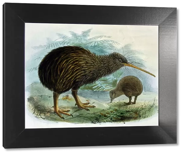 Illustration: Brown Kiwi- from Buller 1873