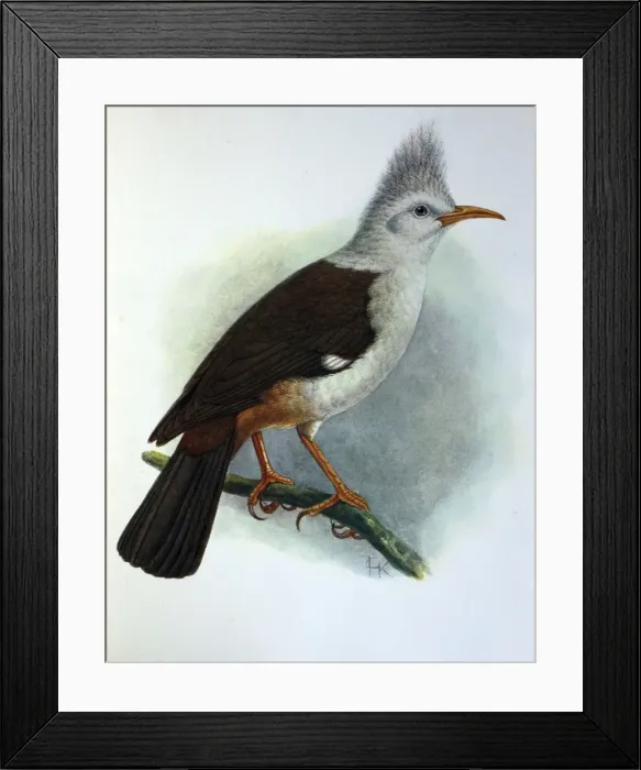 Framed Print : Illustration: Crested starling / Hoopoe starling, Reunion. From Rothschild 1907 Framed Print : Illustration: Crested starling / Hoopoe starling, Reunion. From Rothschild 1907