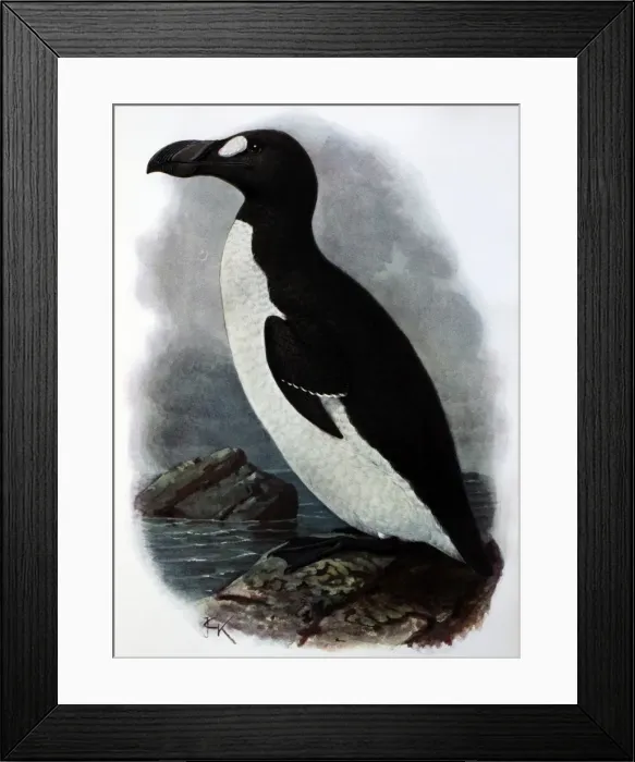 Framed Print : Illustration: Great auk- from Rothschild 1907, original artwork by J G Keulemans Framed Print : Illustration: Great auk- from Rothschild 1907, original artwork by J G Keulemans