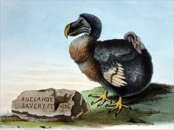 Illustration: Dodo- from Strickland 1848
