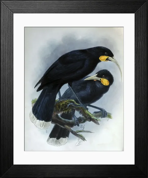 Framed Print : Illustration: Huia, male and female. From Buller 1873, original artwork by J G Keulemans Framed Print : Illustration: Huia, male and female. From Buller 1873, original artwork by J G Keulemans