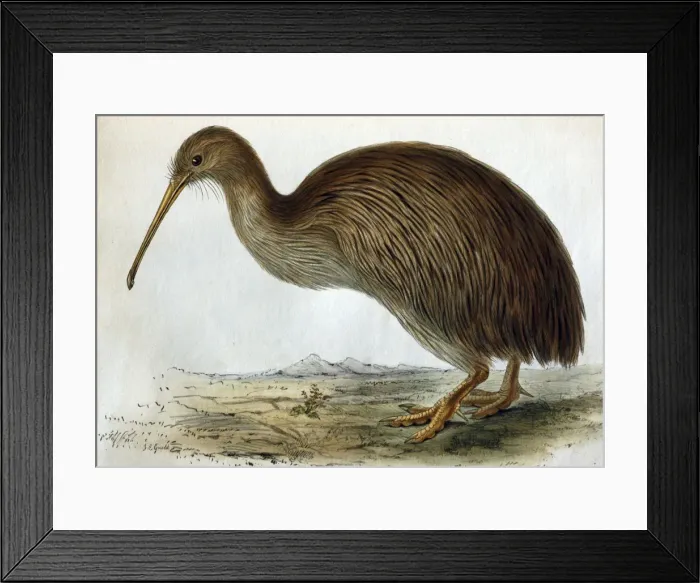 Framed Print : Lithographic Illustration: Brown Kiwi - from TZS 1835, original artwork by John & Elizabeth Gould Framed Print : Lithographic Illustration: Brown Kiwi - from TZS 1835, original artwork by John & Elizabeth Gould