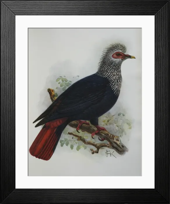 Framed Print : Illustration: Mauritius Blue Pigeon- from Rothshchild 1907, original artwork by J G Keulemans Framed Print : Illustration: Mauritius Blue Pigeon- from Rothshchild 1907, original artwork by J G Keulemans