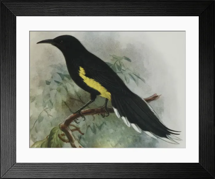 Framed Print : Illustration: Moho, Hawaii. From Rothschild 1907, original artwork by J G Keulemans Framed Print : Illustration: Moho, Hawaii. From Rothschild 1907, original artwork by J G Keulemans