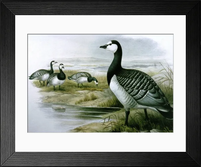 Framed Print : Lithograph Illustration: Barnacle Goose- from J Gould Birds of Great Britain 1862-73 Framed Print : Lithograph Illustration: Barnacle Goose- from J Gould Birds of Great Britain 1862-73