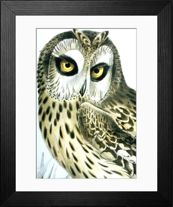 Framed Print : Lithograph Illustration: - Short Eared Owl- from J Gould Birds of Europe 1832-37, lithographed by Elizabeth Gould Framed Print : Lithograph Illustration: - Short Eared Owl- from J Gould Birds of Europe 1832-37, lithographed by Elizabeth Gould