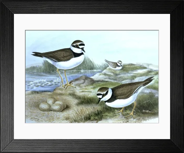 Framed Print : Lithograph Illustration: Little ringed Plover- from J Gould Birds of Great Britain 1862-73 Framed Print : Lithograph Illustration: Little ringed Plover- from J Gould Birds of Great Britain 1862-73