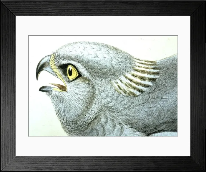 Framed Print : Lithograph Illustration: Hen Harrier (Male)- from J Gould Birds of Great Britain 1862-73 Framed Print : Lithograph Illustration: Hen Harrier (Male)- from J Gould Birds of Great Britain 1862-73