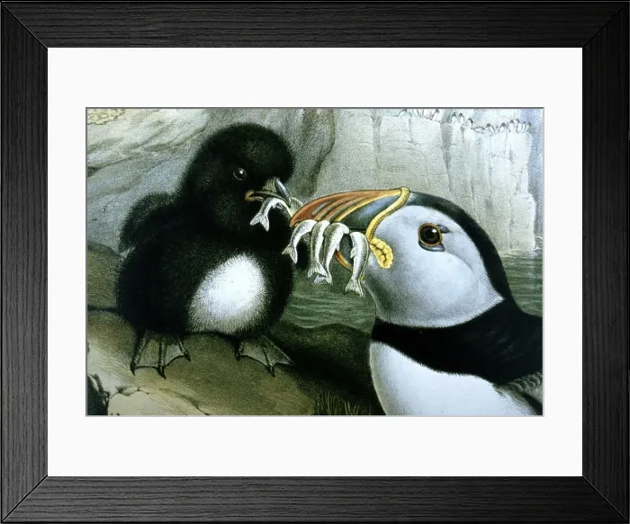Framed Print : Lithograph Illustration: Puffin- from J Gould Birds of Great Britain 1862-73 Framed Print : Lithograph Illustration: Puffin- from J Gould Birds of Great Britain 1862-73