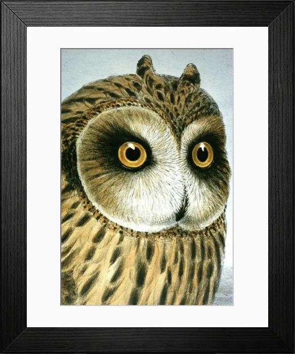 Framed Print : Lithograph Illustration: Short eared Owl -from J Gould Birds of Great Britain 1862-73 Framed Print : Lithograph Illustration: Short eared Owl -from J Gould Birds of Great Britain 1862-73