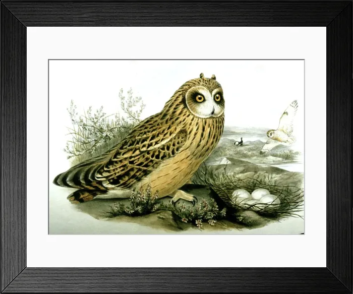 Framed Print : Lithograph Illustration: Short eared Owl at nest -from J Gould Birds of Great Britain 1862-73 Framed Print : Lithograph Illustration: Short eared Owl at nest -from J Gould Birds of Great Britain 1862-73