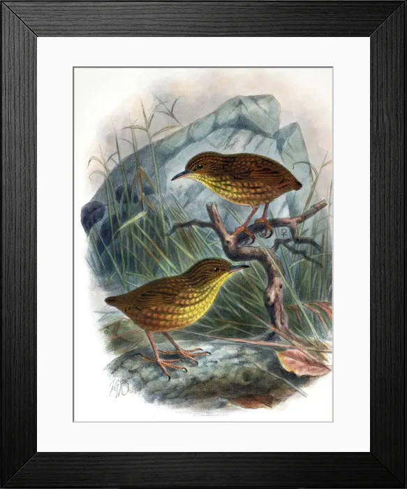 Framed Print : Illustration: Stephen Island Wren, New Zealand. From Buller 1905, original artwork by J G Keulemans Framed Print : Illustration: Stephen Island Wren, New Zealand. From Buller 1905, original artwork by J G Keulemans