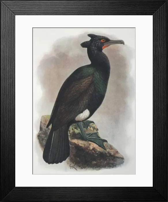 Framed Print : Illustration: Spectacled cormorant, Kamchatka. From Rothschild 1907, original artwork by J G Keulemans Framed Print : Illustration: Spectacled cormorant, Kamchatka. From Rothschild 1907, original artwork by J G Keulemans