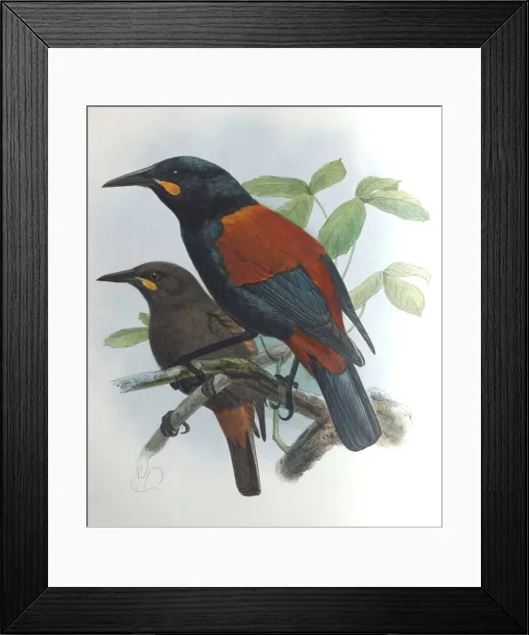 Framed Print : Illustration: Saddleback, New Zealand. From Buller 1873, original artwork by J G Keulemans Framed Print : Illustration: Saddleback, New Zealand. From Buller 1873, original artwork by J G Keulemans