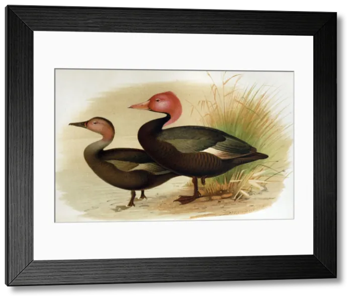 Framed Print : Illustration: Pink headed duck, India- from Baker 1908. Original artwrok by H Gronvold
