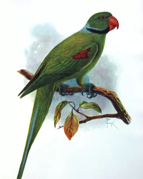 Illustration: Seychelles parakeet- from Rothschild 1907, original artwork by J G Keulemans