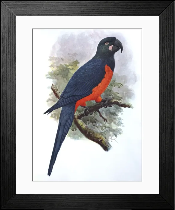 Framed Print : Illustration: Martinique parrot- from Rothschild 1907, original artwork by J G Keulemans Framed Print : Illustration: Martinique parrot- from Rothschild 1907, original artwork by J G Keulemans