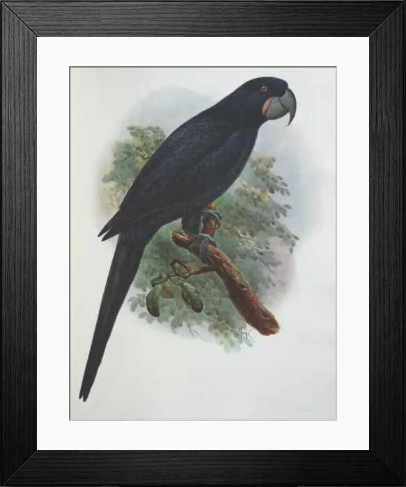Framed Print : Illustration: Guadalupe parrot- from Rothschild 1907, original artwork by J G Keulemans Framed Print : Illustration: Guadalupe parrot- from Rothschild 1907, original artwork by J G Keulemans
