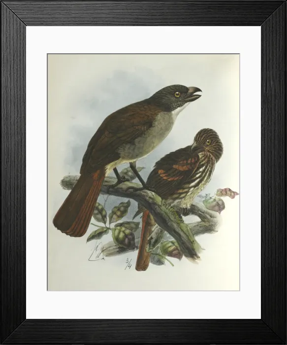 Framed Print : Illustration: New Zealand thrush. From Buller 1873, original artwork by J G Keulemans Framed Print : Illustration: New Zealand thrush. From Buller 1873, original artwork by J G Keulemans
