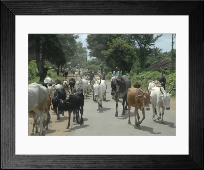 Framed Print : Cattle (Brahmin, zebu) - walking from Indian village to drink Framed Print : Cattle (Brahmin, zebu) - walking from Indian village to drink