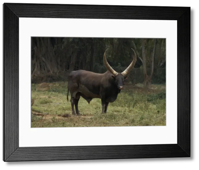 Framed Print : Ankole Bull, Uganda, Africa World's largest horns Framed Print : Ankole Bull, Uganda, Africa World's largest horns