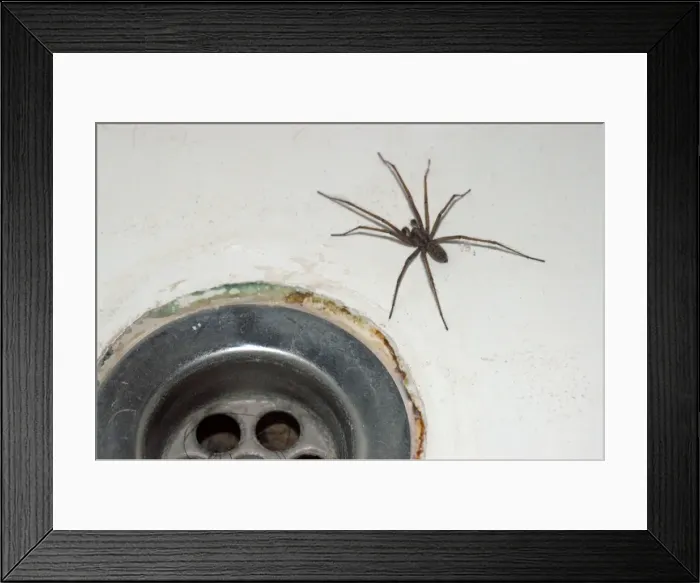 Framed Print : House Spider- commonly found coming out of bath plugholes