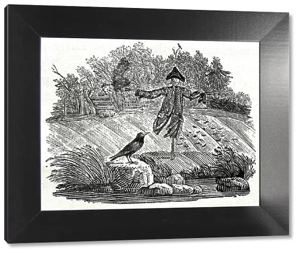Illustration - Scarecrow, woodcut by Thomas Bewick