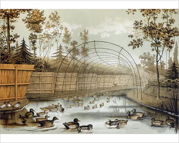 Illustration - Duck decoy in operation- entrance to decoy pipe with lure dog at work (from Payne Galway)