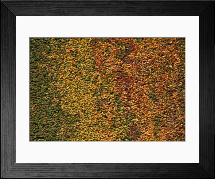 Framed Print : Virginia Creeper Framed Print : Virginia Creeper