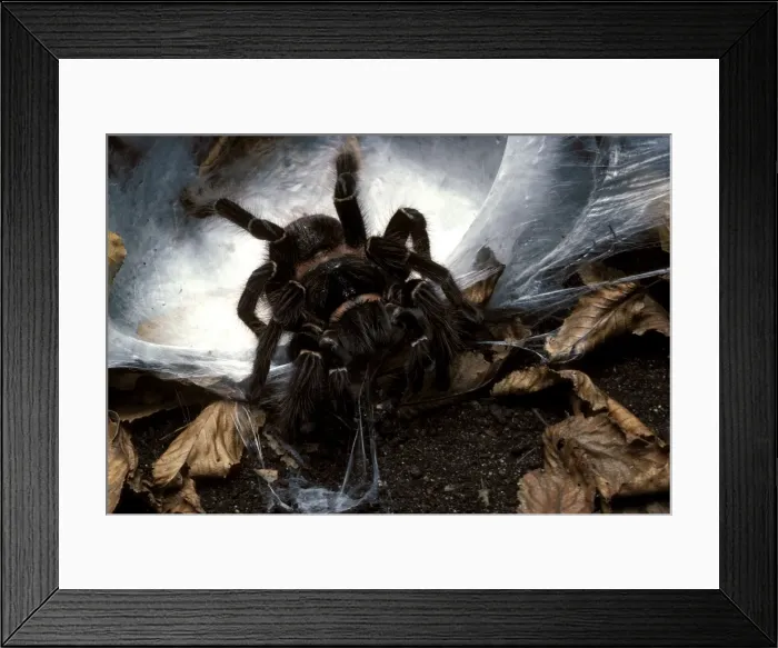 Framed Print : Spider - Tarantula - preparing its cocoon with the eggs inside Framed Print : Spider - Tarantula - preparing its cocoon with the eggs inside