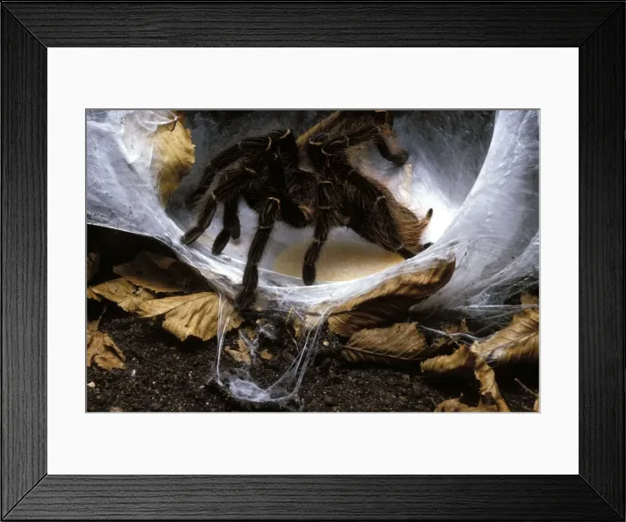 Framed Print : Spider - Tarantula laying its eggs on a silk cocoon Framed Print : Spider - Tarantula laying its eggs on a silk cocoon