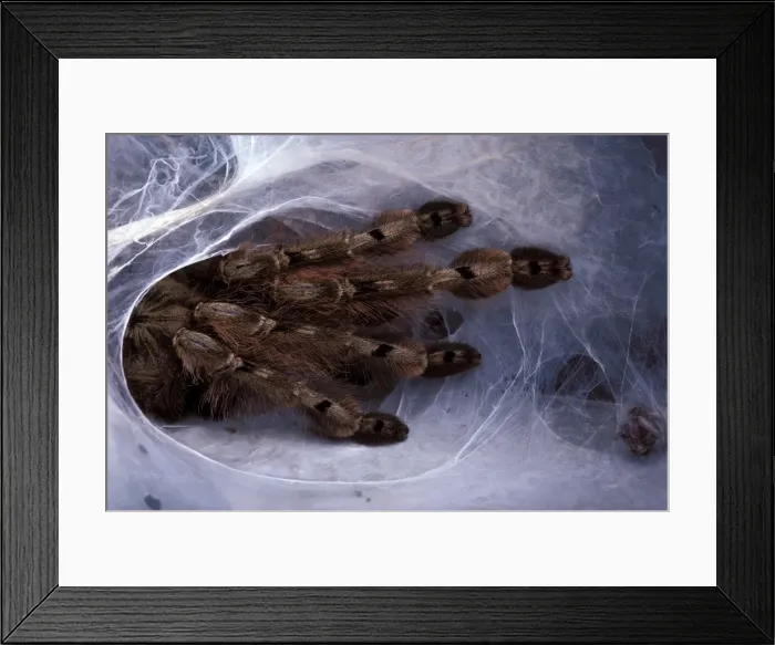 Framed Print : Tarantula - at nest Framed Print : Tarantula - at nest