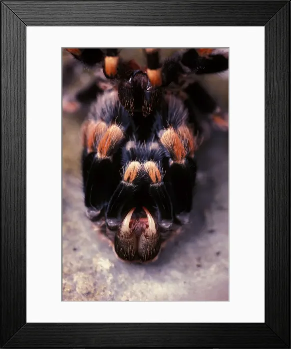 Framed Print : Mexican red-kneed tarantula -moulting. Previously known as: Euathlus smithi Framed Print : Mexican red-kneed tarantula -moulting. Previously known as: Euathlus smithi