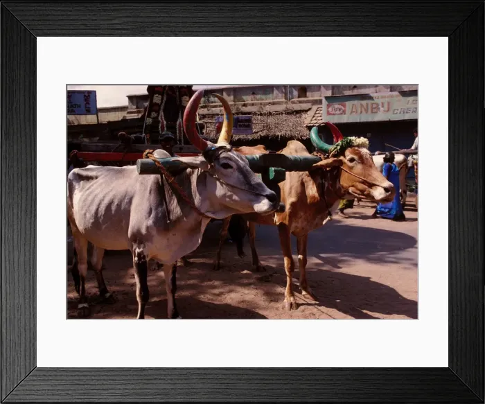 Framed Print : White Brahma. India