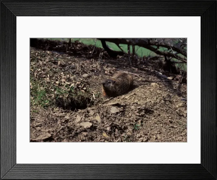 Framed Print : Woodchuck. PPG-1569. Woodchuck. Canada. Marmota monax Framed Print : Woodchuck. PPG-1569. Woodchuck. Canada. Marmota monax