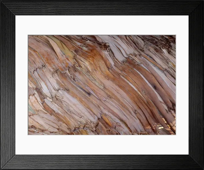 Framed Print : Blue Gum Tree - bark Framed Print : Blue Gum Tree - bark