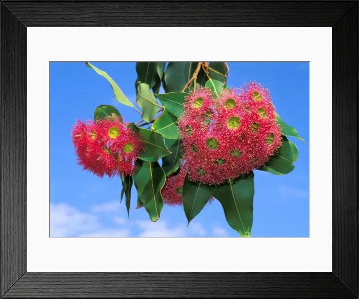 Framed Print : Eucalyptus - flowering Framed Print : Eucalyptus - flowering