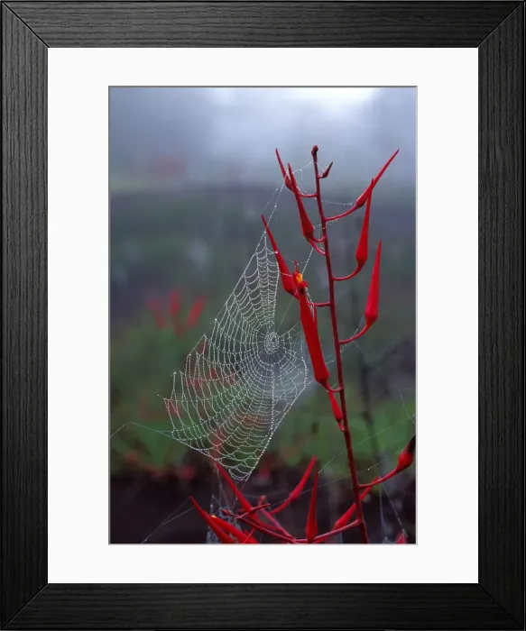 Framed Print : Spider web in the mist. French Guyana Framed Print : Spider web in the mist. French Guyana