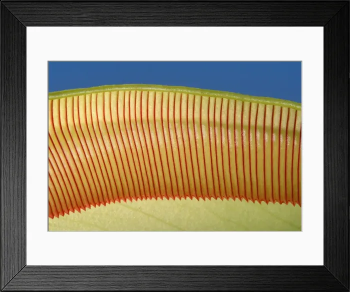 Framed Print : Pitcher Plant - the top of the pitcher are covered with downward facing hairs meant to prevent the preys from going up Framed Print : Pitcher Plant - the top of the pitcher are covered with downward facing hairs meant to prevent the preys from going up